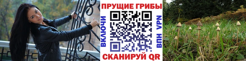 Купить закладки  Дрезна  Псилоцибиновые грибы Magic Shrooms 